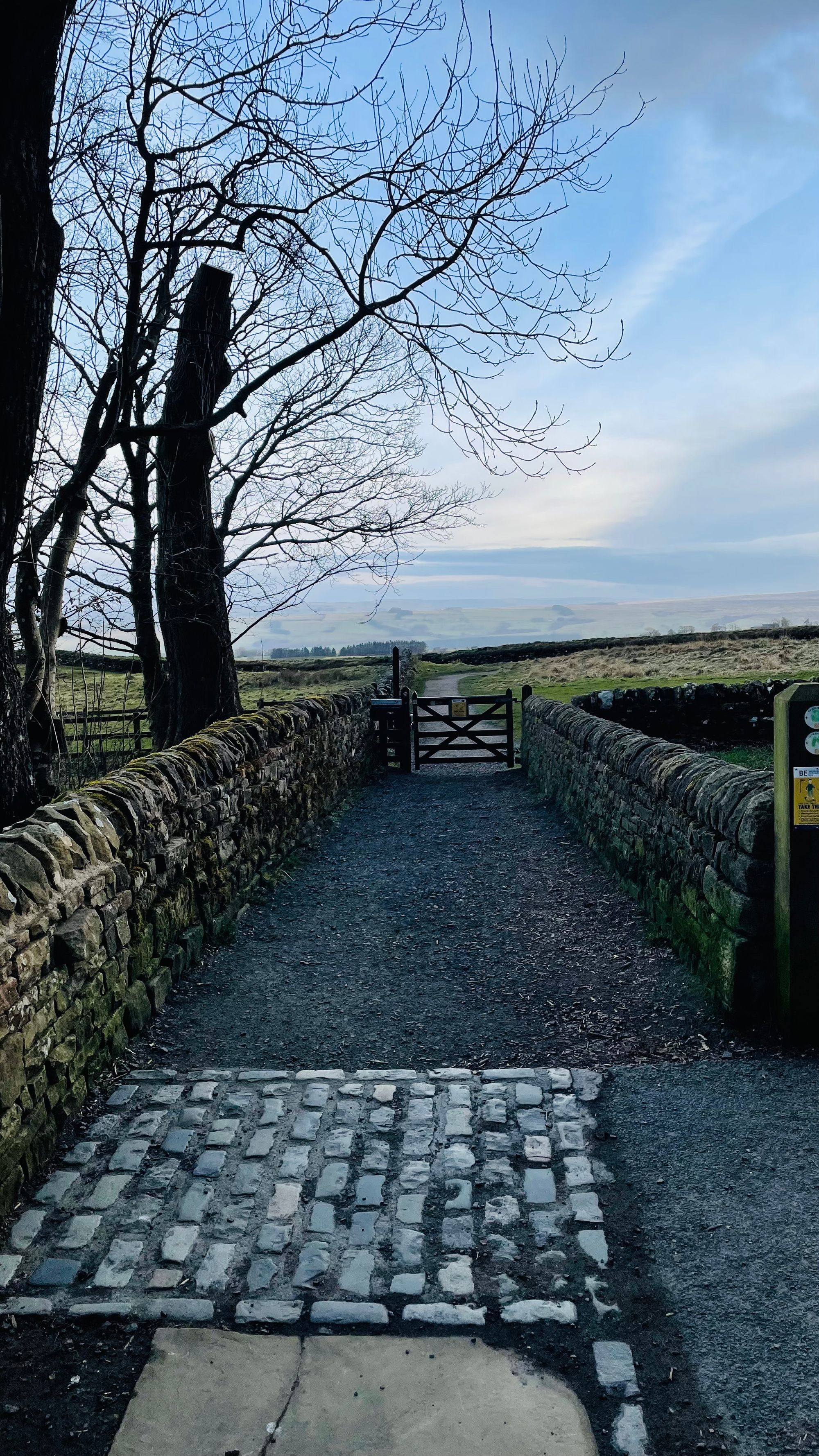 SYCAMORE GAP Tree 🌳Tree chopped down by vandal ;-(