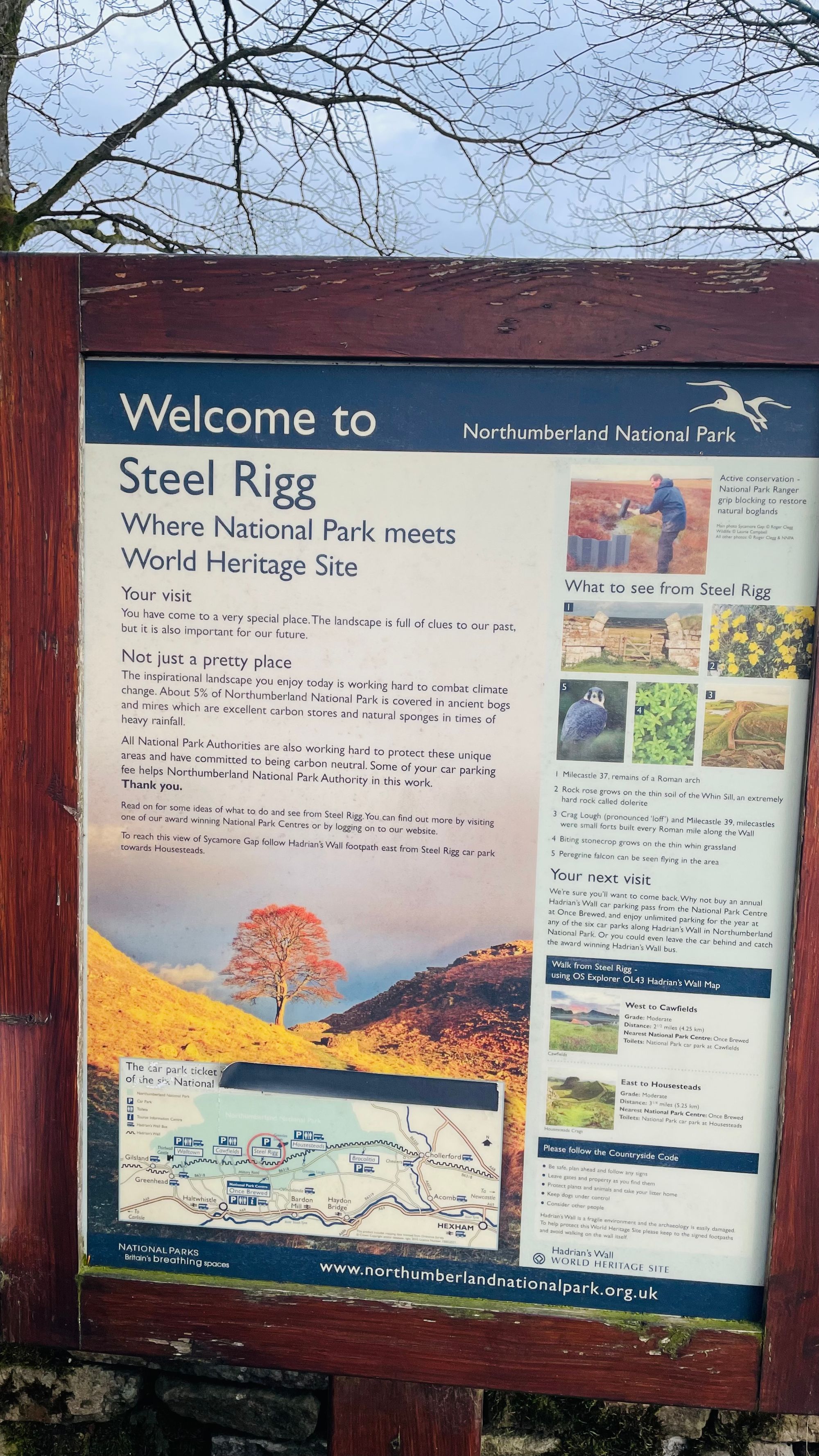 SYCAMORE GAP Tree 🌳Tree chopped down by vandal ;-(