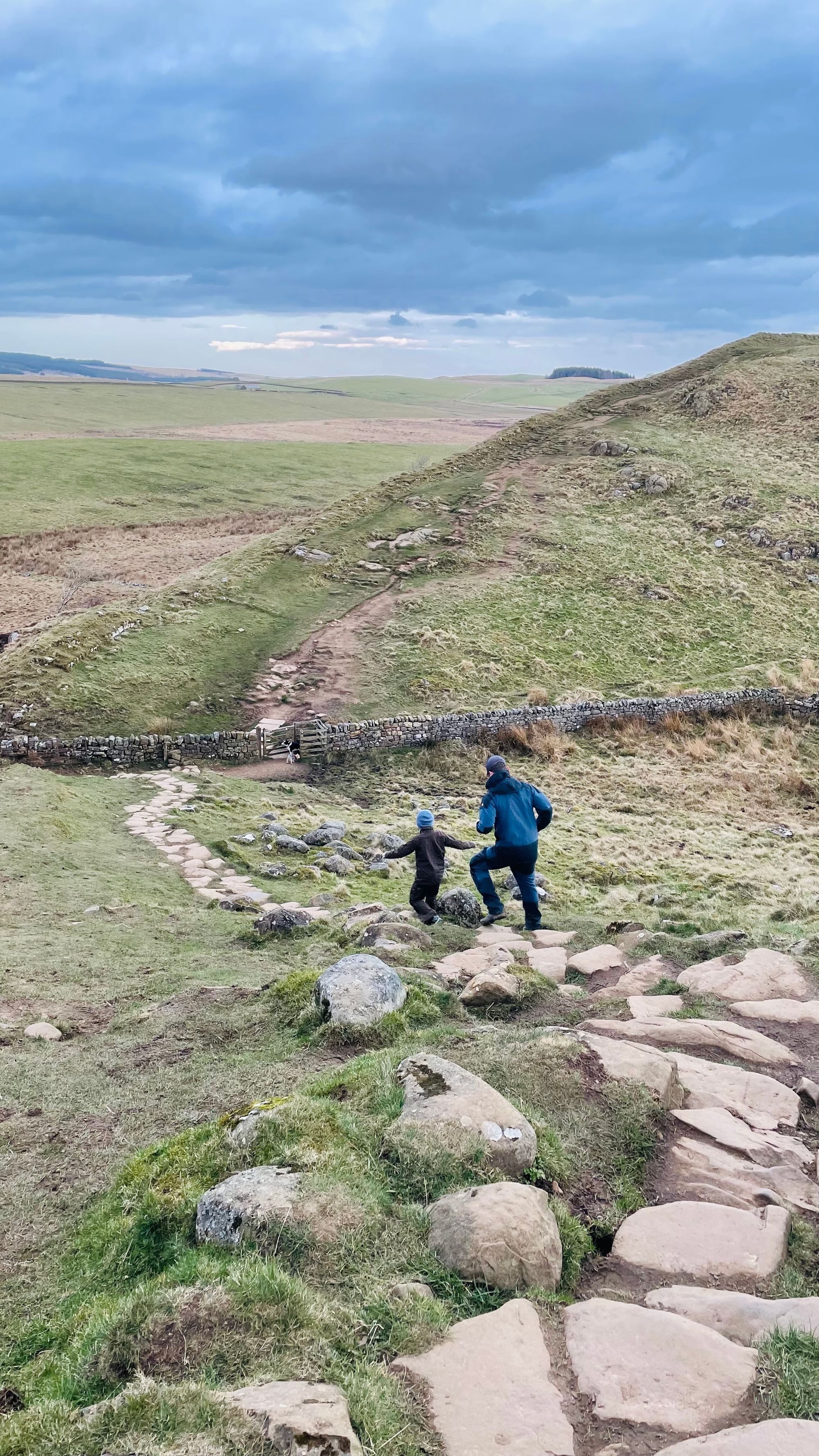 SYCAMORE GAP Tree 🌳Tree chopped down by vandal ;-(