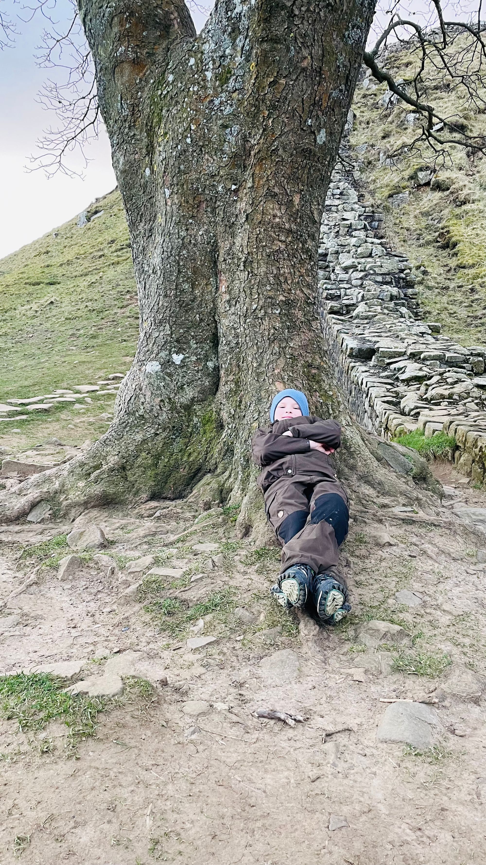 SYCAMORE GAP Tree 🌳Tree chopped down by vandal ;-(