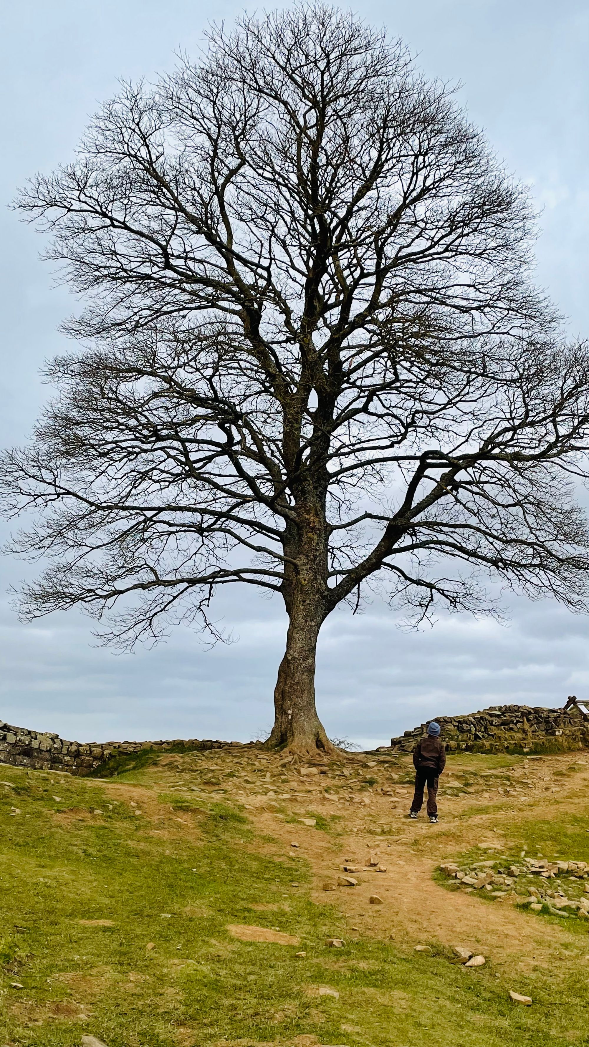 SYCAMORE GAP Tree 🌳Tree chopped down by vandal ;-(