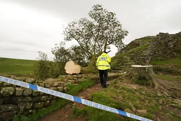 SYCAMORE GAP Tree 🌳Tree chopped down by vandal ;-(