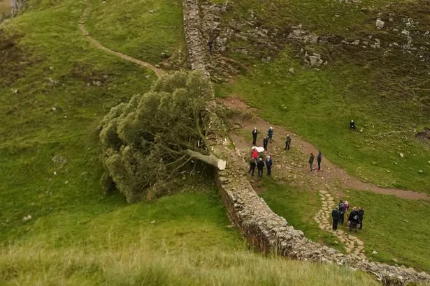 SYCAMORE GAP Tree 🌳Tree chopped down by vandal ;-(