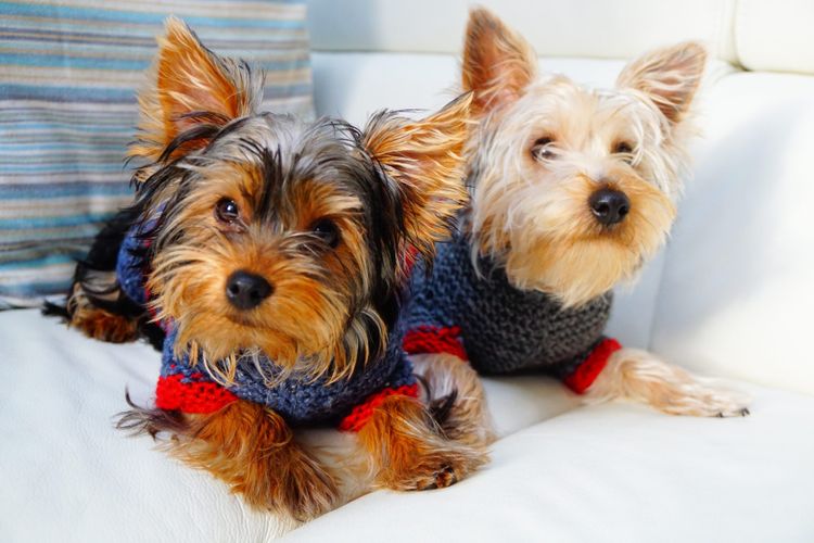 The perfect woolen sweater "Matching couple"