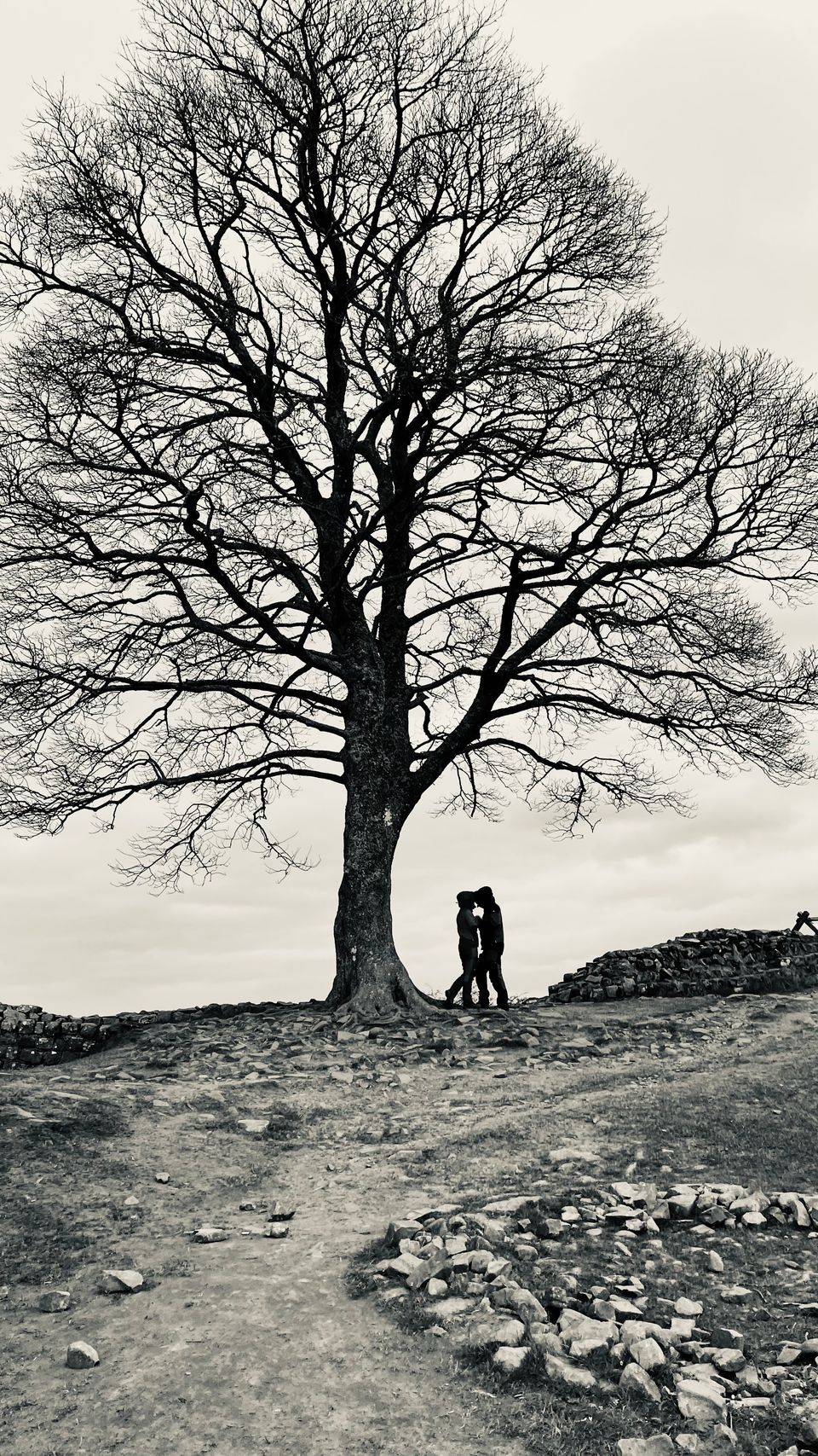 SYCAMORE GAP Tree 🌳Tree chopped down by vandal ;-(